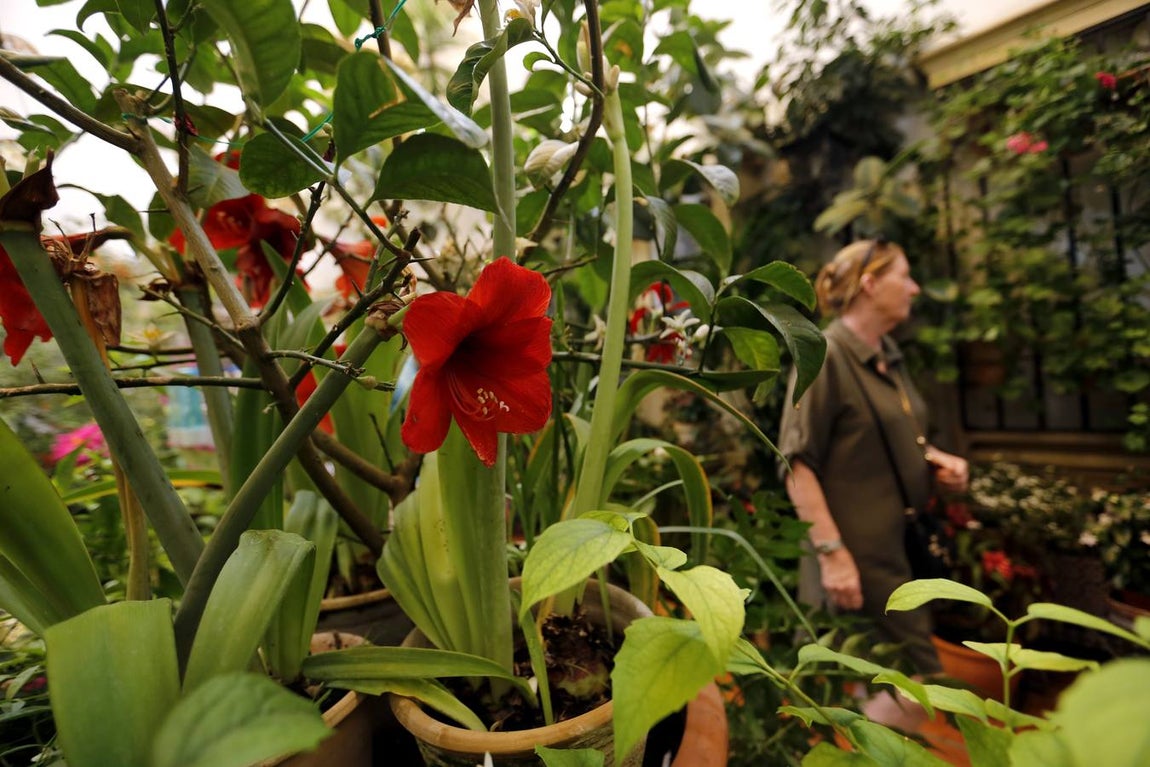 El encanto de los Patios de San Francisco y la Judería de Córdoba, en imágenes