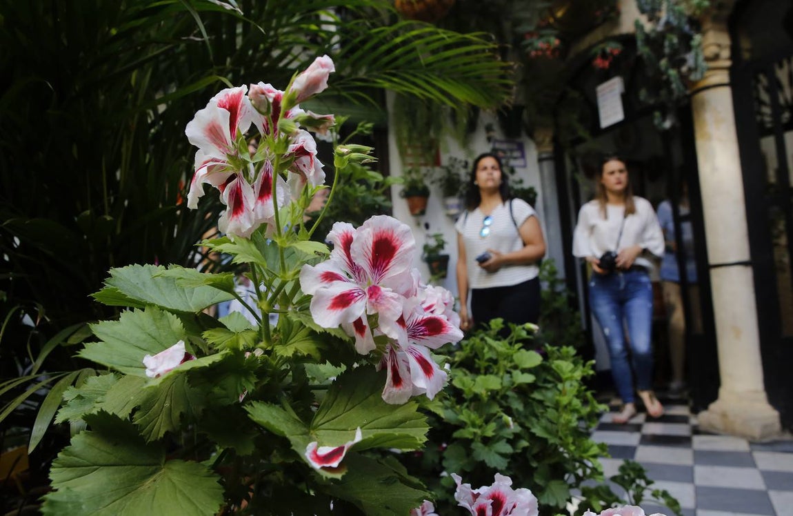 El encanto de los Patios de San Francisco y la Judería de Córdoba, en imágenes