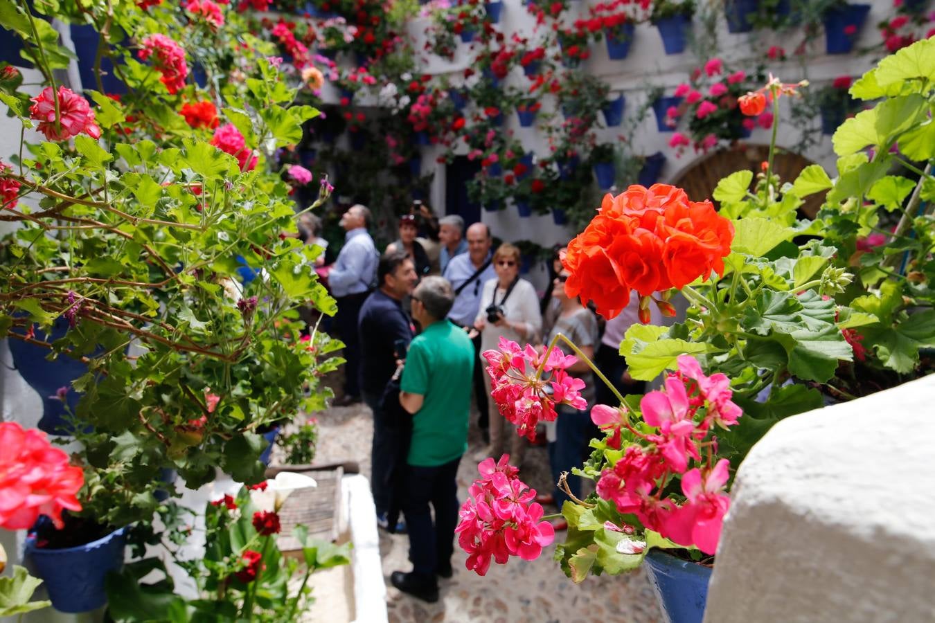 El esplendor de los patios de San Basilio-Alcázar Viejo en Córdoba, en imágenes