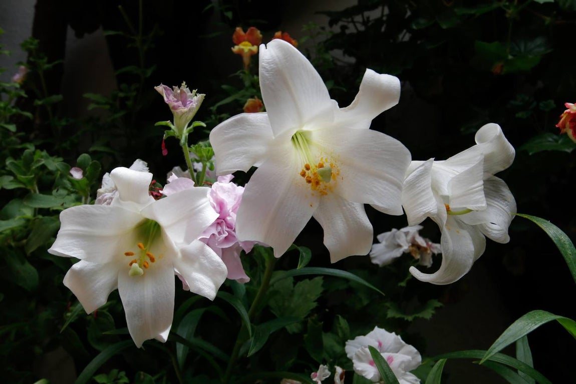 El esplendor de los patios de San Basilio-Alcázar Viejo en Córdoba, en imágenes