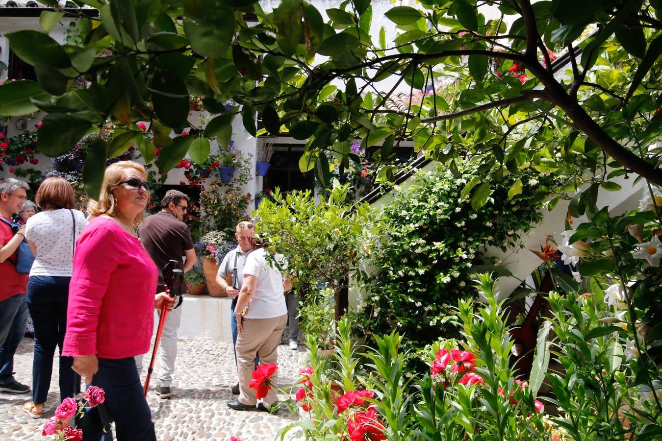 El esplendor de los patios de San Basilio-Alcázar Viejo en Córdoba, en imágenes