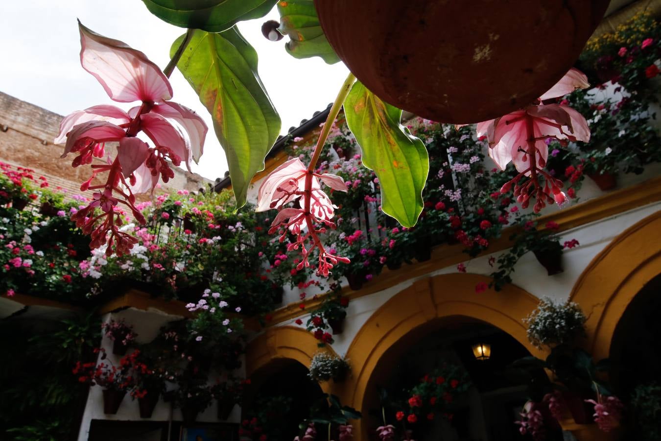 El esplendor de los patios de San Basilio-Alcázar Viejo en Córdoba, en imágenes