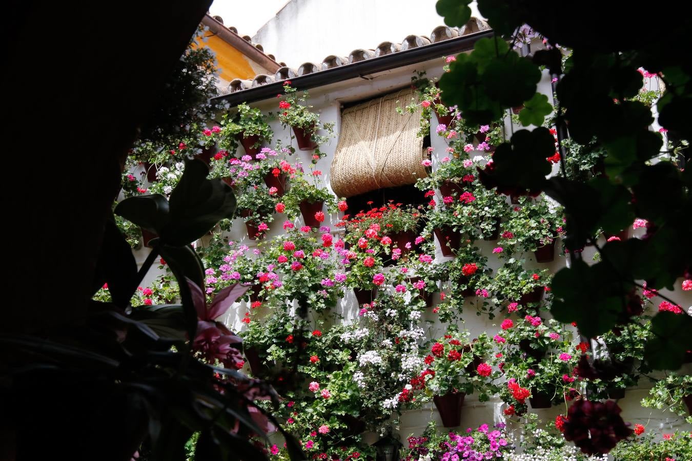 El esplendor de los patios de San Basilio-Alcázar Viejo en Córdoba, en imágenes