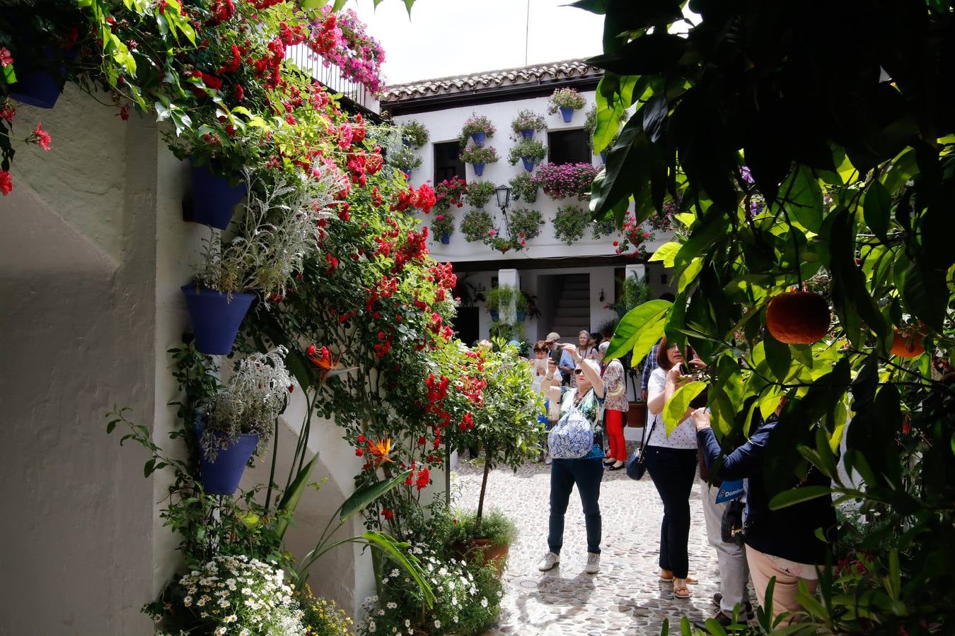 El esplendor de los patios de San Basilio-Alcázar Viejo en Córdoba, en imágenes