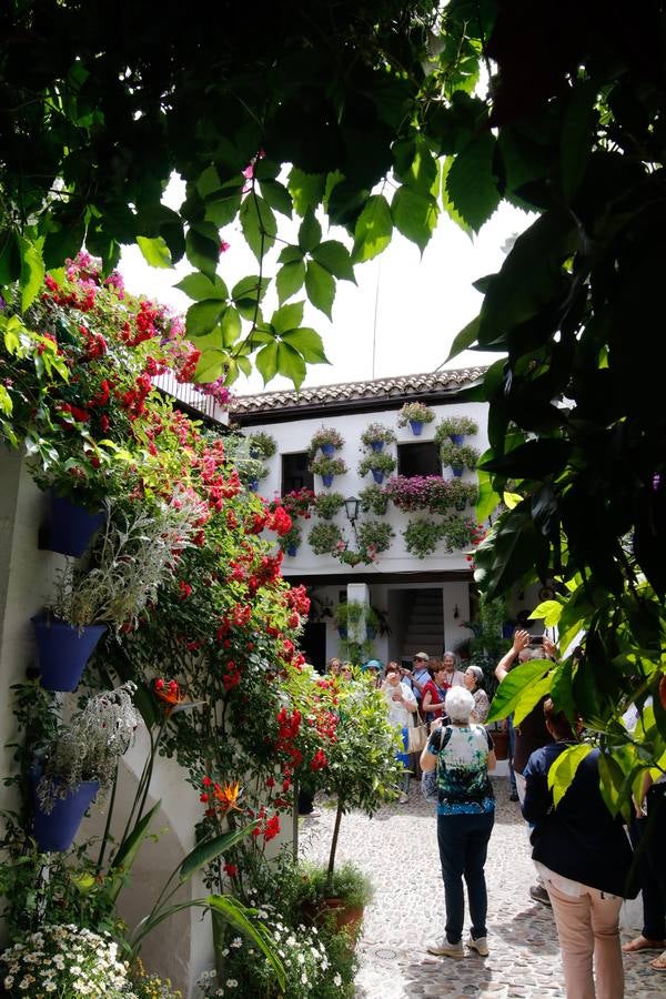 El esplendor de los patios de San Basilio-Alcázar Viejo en Córdoba, en imágenes