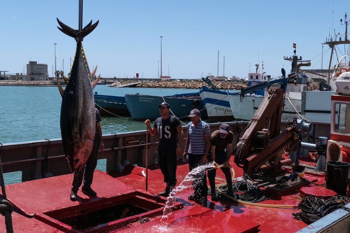 Fotogalería: Los últimos artesanos de las almadrabas