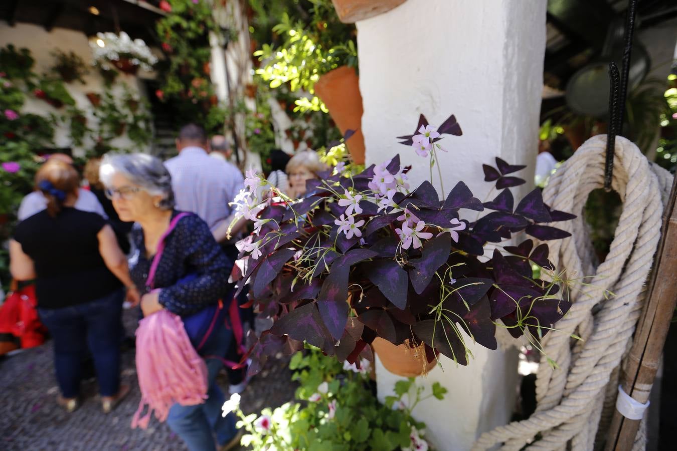 El penúltimo aliento de los Patios de Córdoba