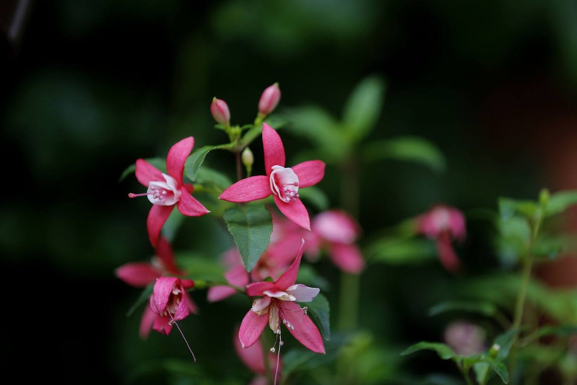 El penúltimo aliento de los Patios de Córdoba