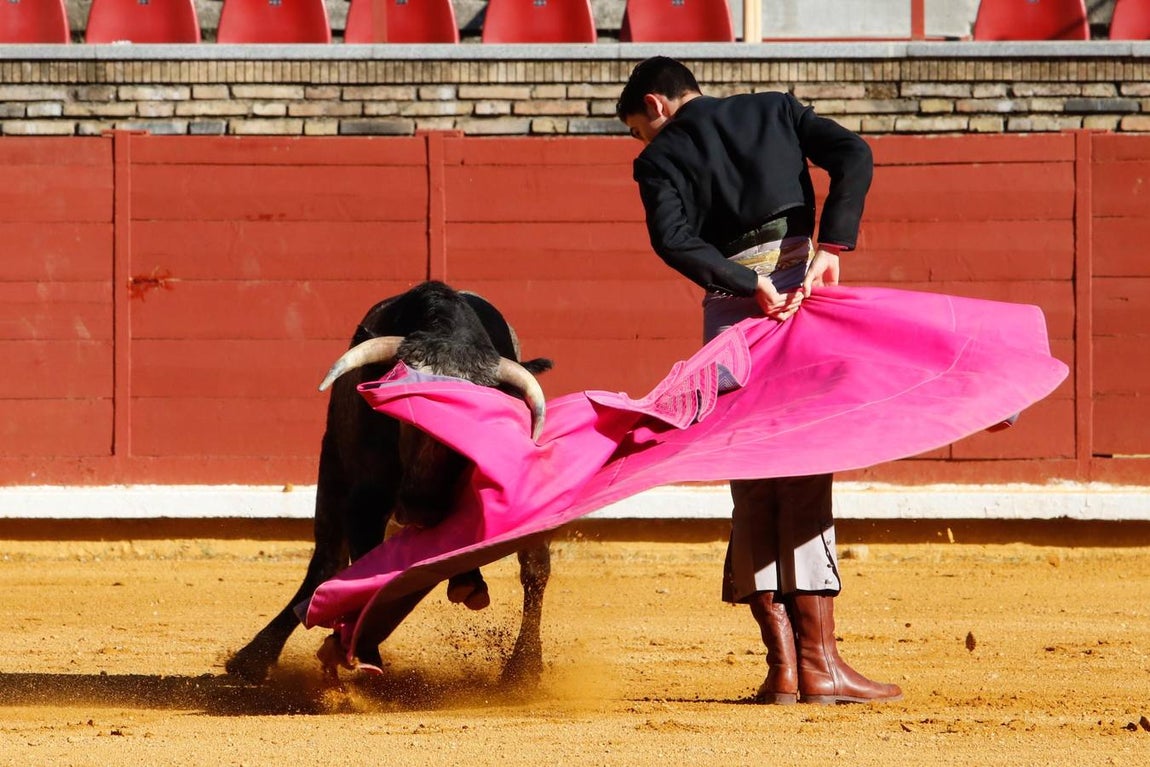 La becerrada de la mujer cordobesa en la Plaza de Toros de Los Califas, en imágenes