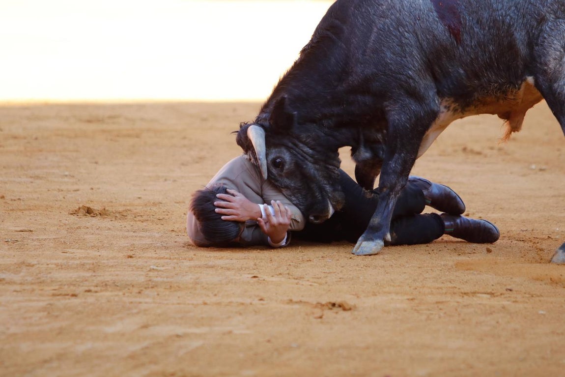 La becerrada de la mujer cordobesa en la Plaza de Toros de Los Califas, en imágenes