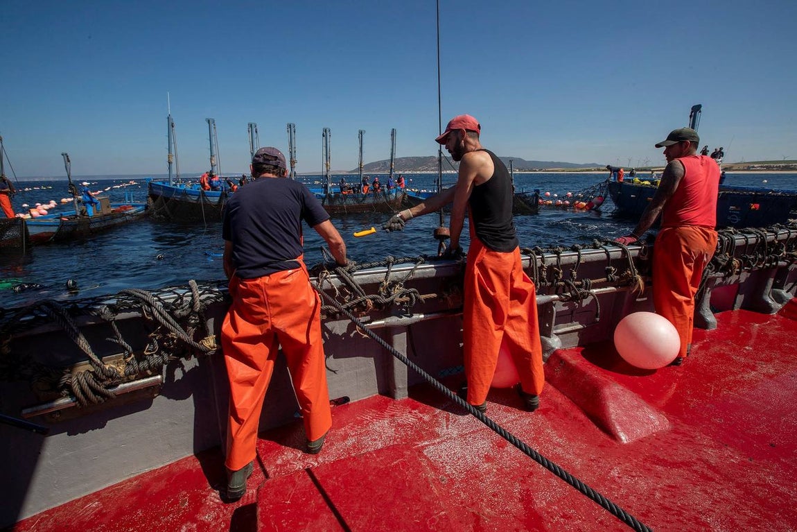 Almadrabas, una saga de tres mil años