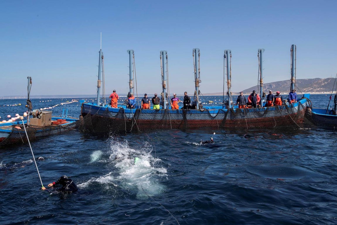 Almadrabas, una saga de tres mil años