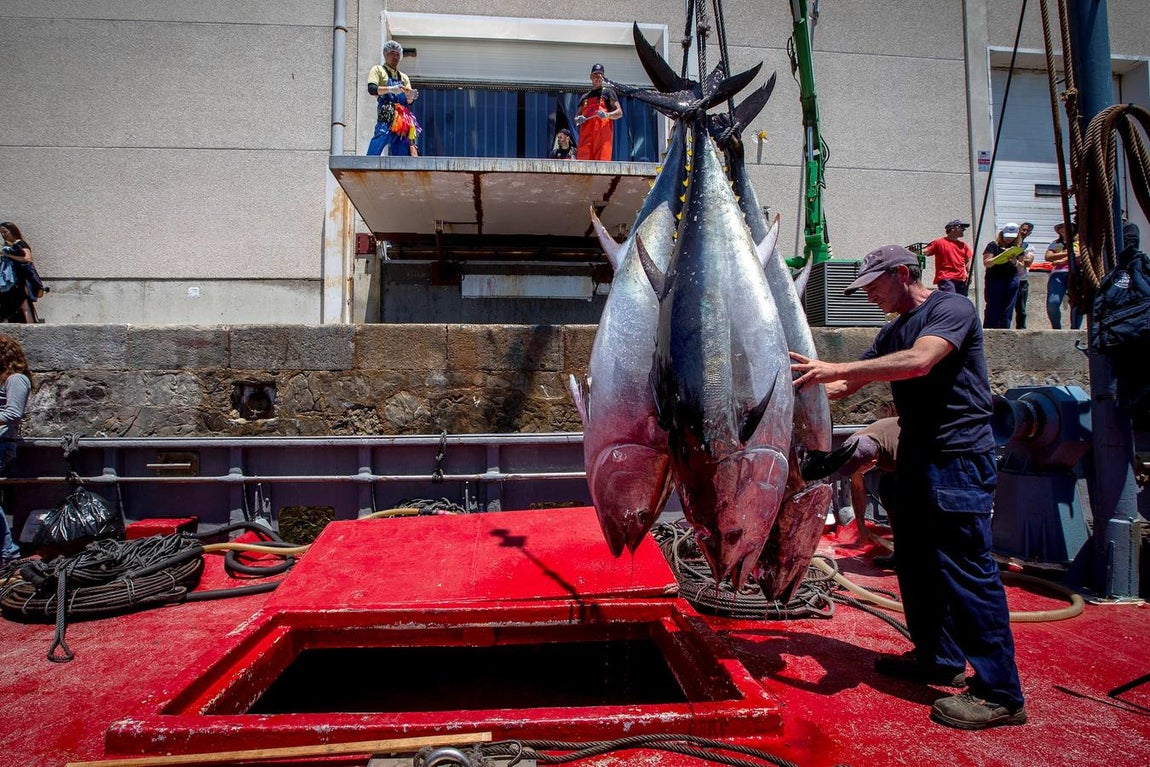 Almadrabas, una saga de tres mil años