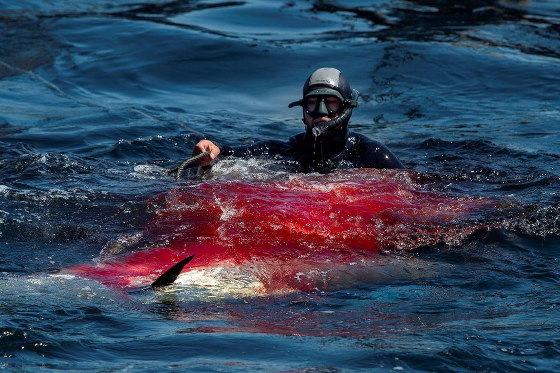 Almadrabas, una saga de tres mil años