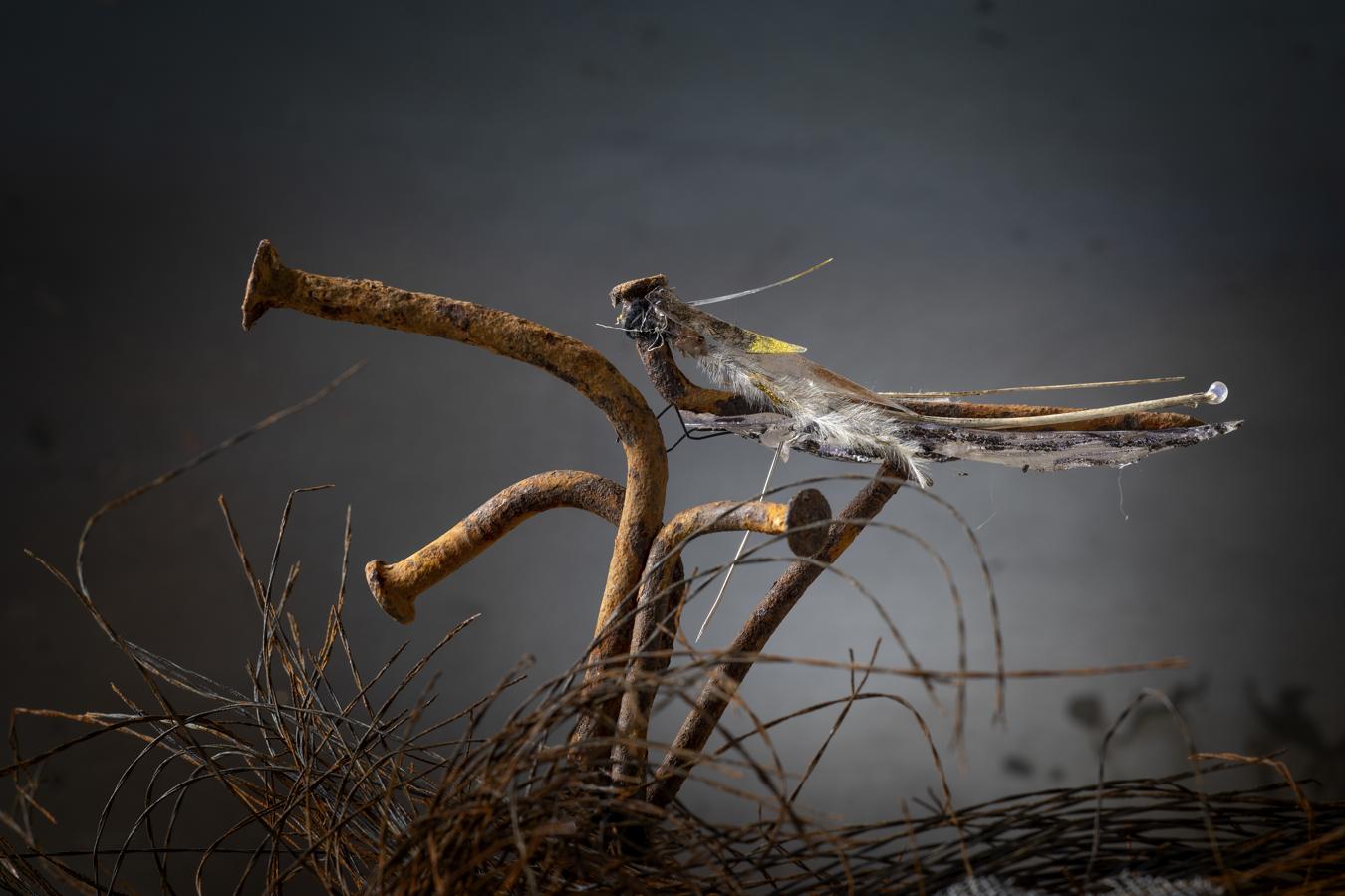 Los insectos de Manuela Sanz, fotografiados por Miguel Calatayud, sorprenden por su belleza y sugerente verosimilitud. 