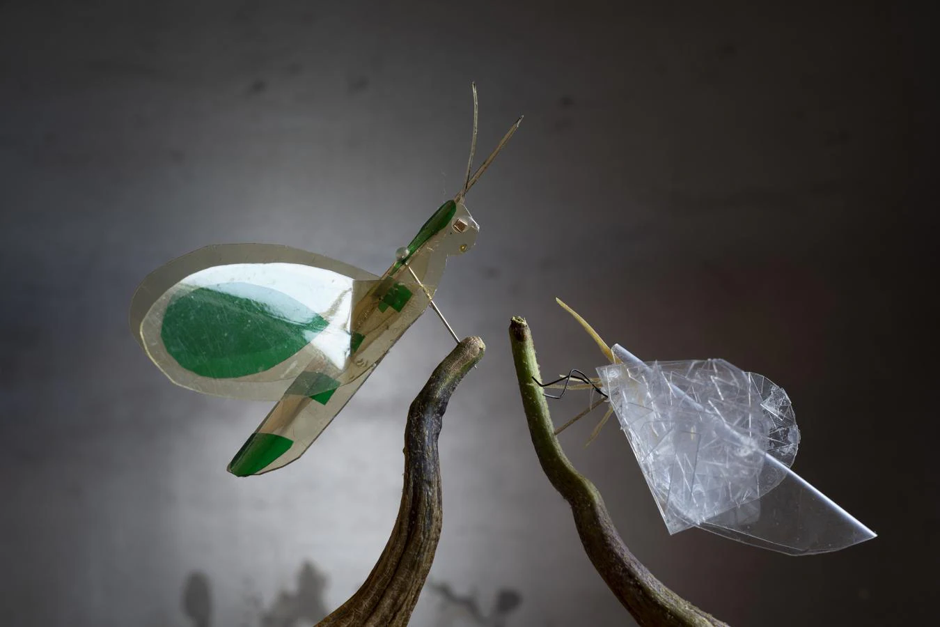 Los insectos de Manuela Sanz, fotografiados por Miguel Calatayud, sorprenden por su belleza y sugerente verosimilitud. 