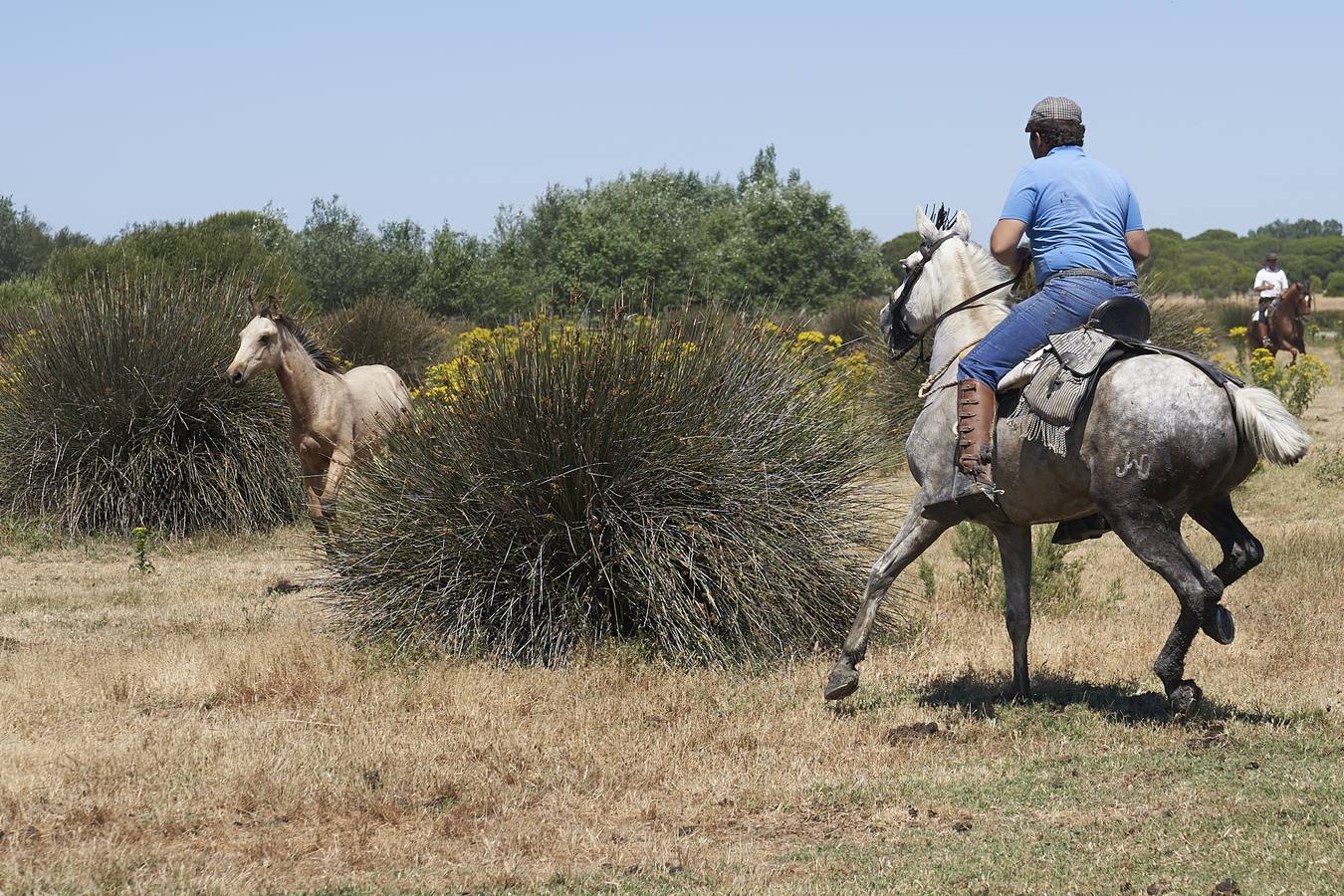 Almonte se prepara para la «Saca de las Yeguas»