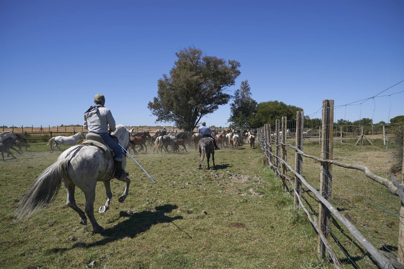 Almonte se prepara para la «Saca de las Yeguas»