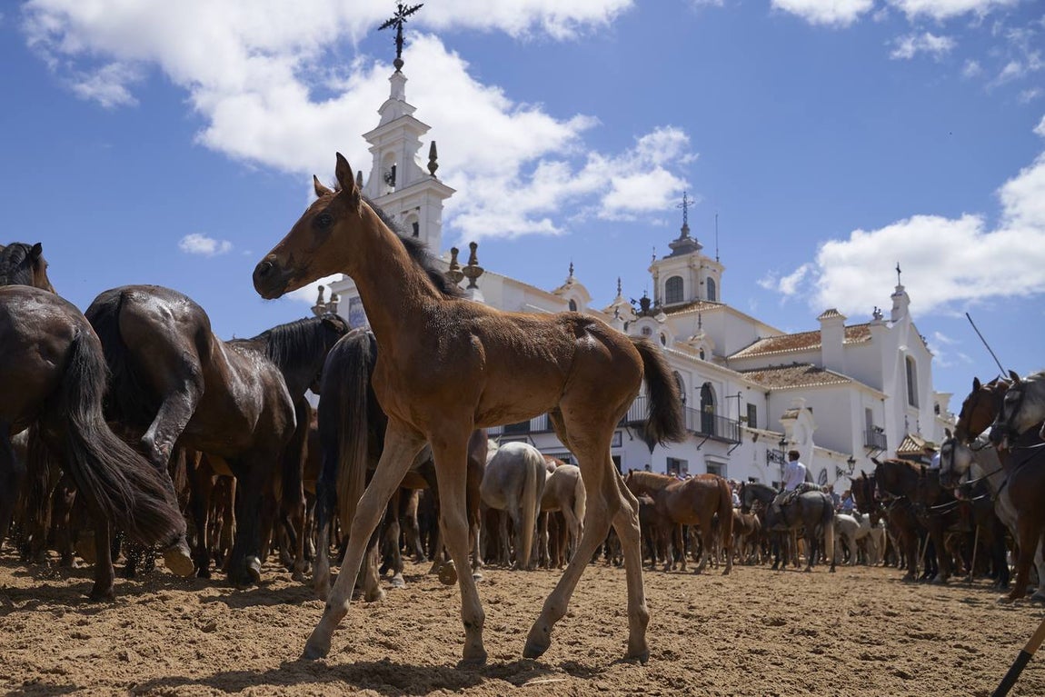 Impresionantes imágenes de la Saca de yeguas en el Rocío