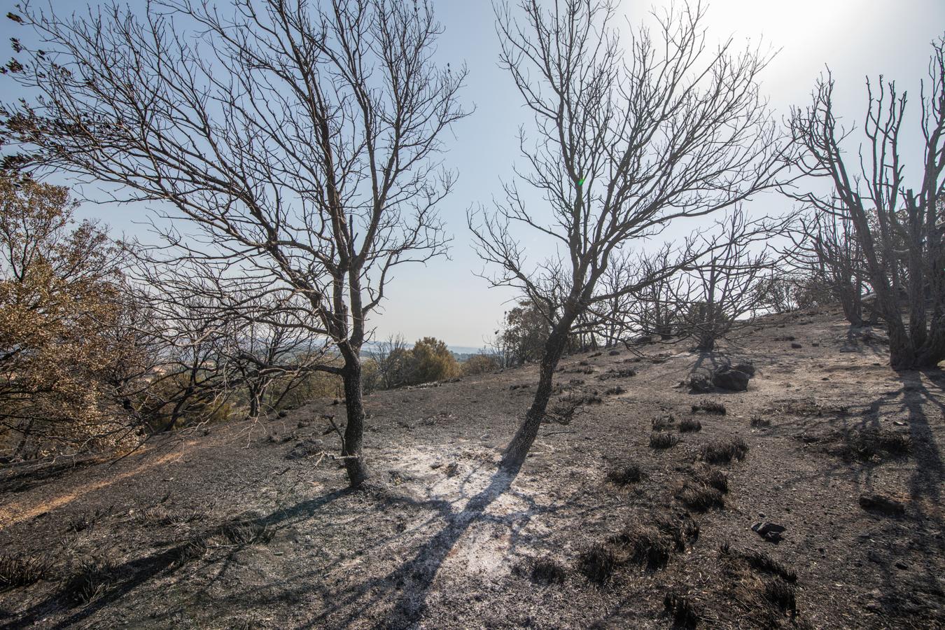 Los efectos del incendio de Montesión,en imágenes