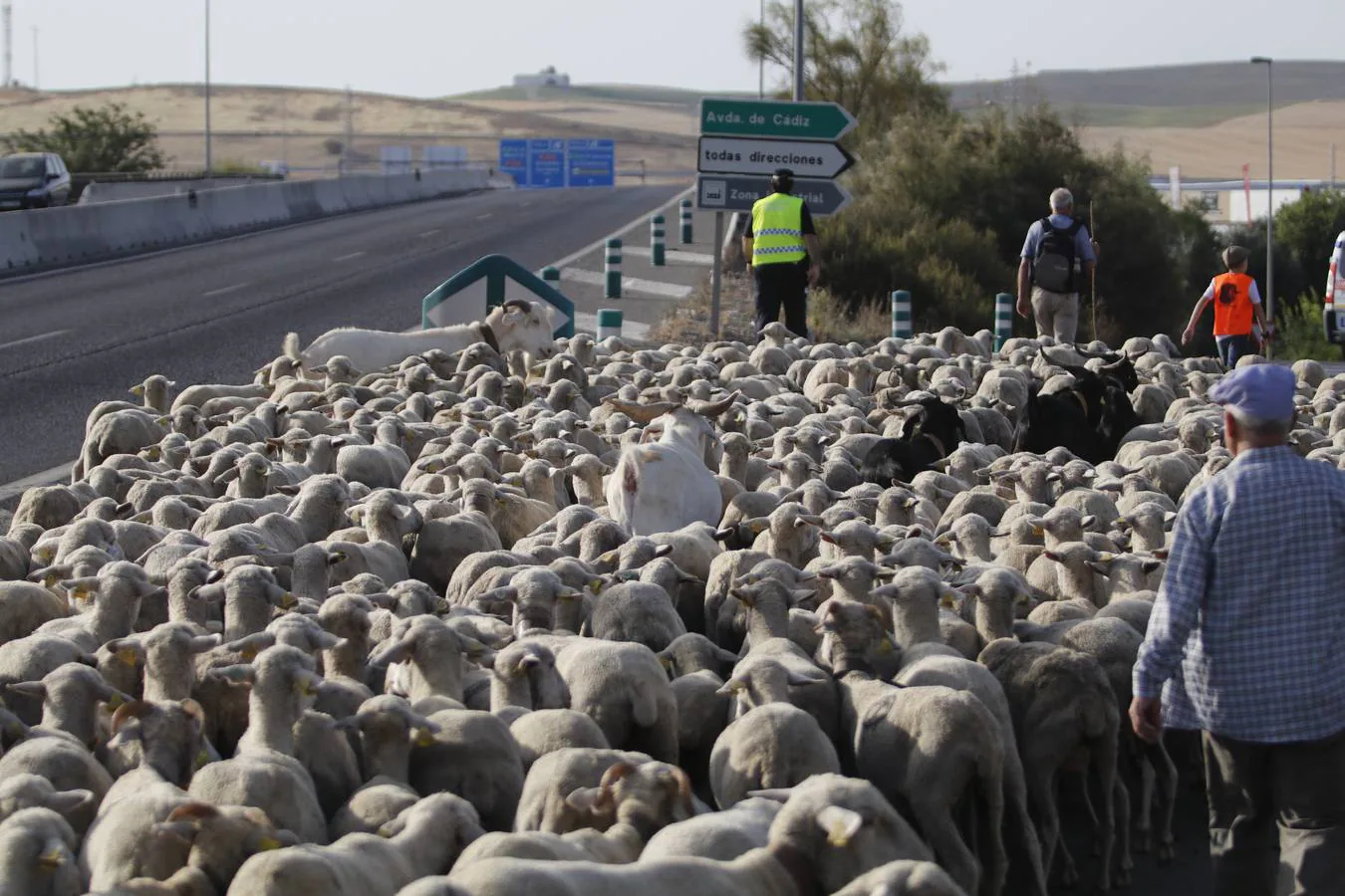 En imágenes, más de un millar de ovejas toman Córdoba