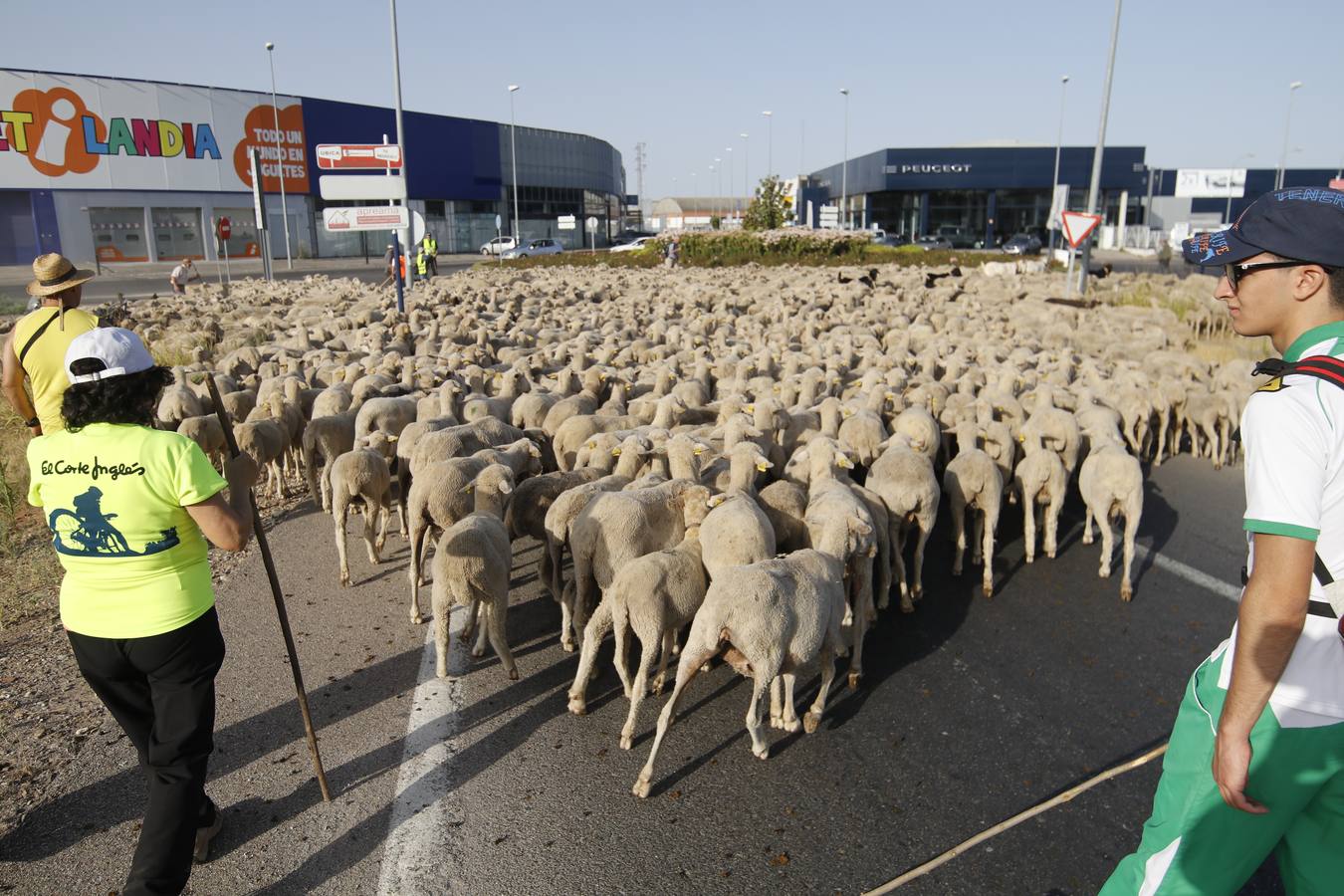En imágenes, más de un millar de ovejas toman Córdoba