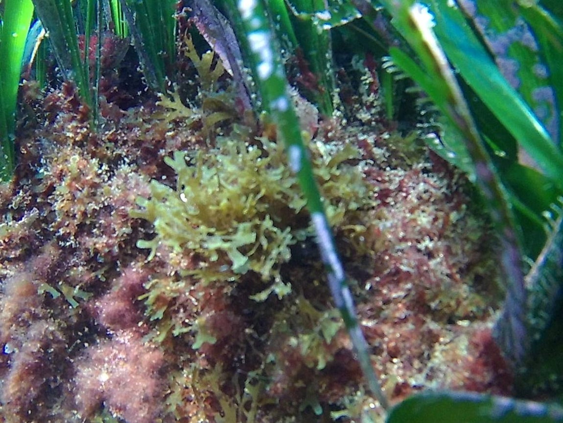 El alga invasora que inunda las playas de Tarifa