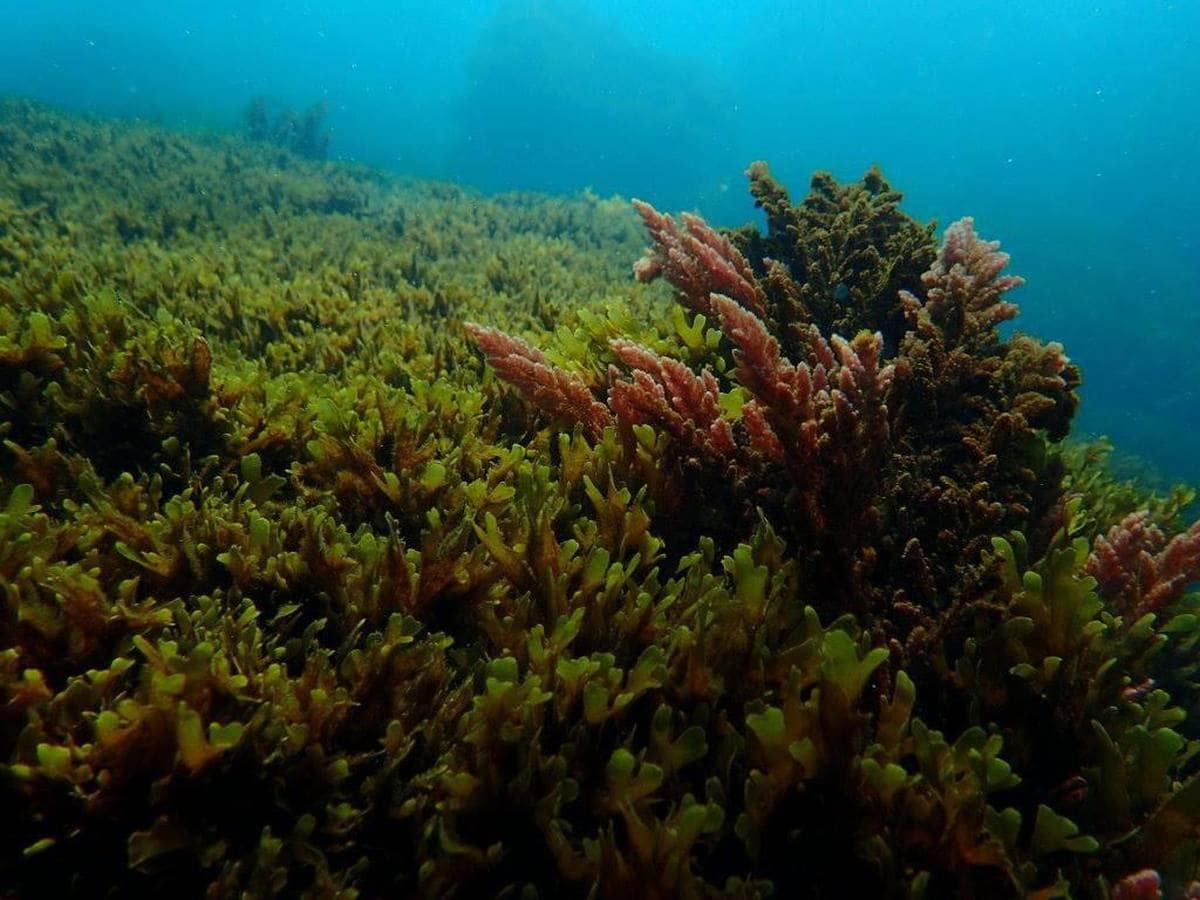 El alga invasora que inunda las playas de Tarifa