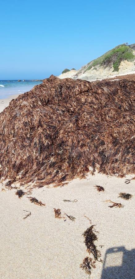 El alga invasora que inunda las playas de Tarifa