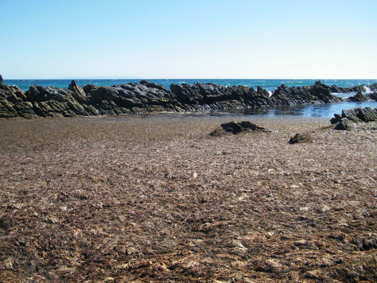 El alga invasora que inunda las playas de Tarifa