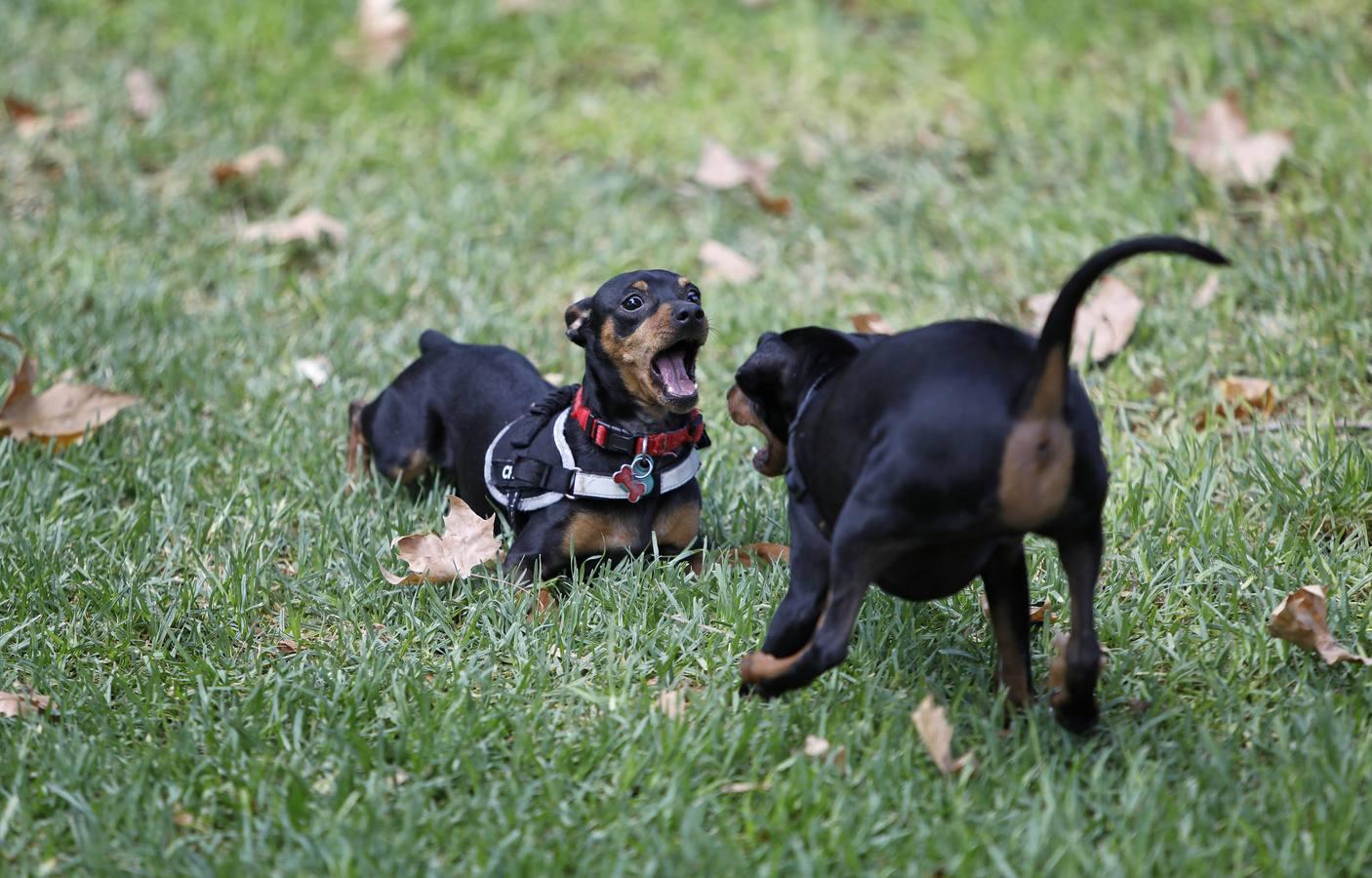 Las mascotas de Córdoba, en imágenes