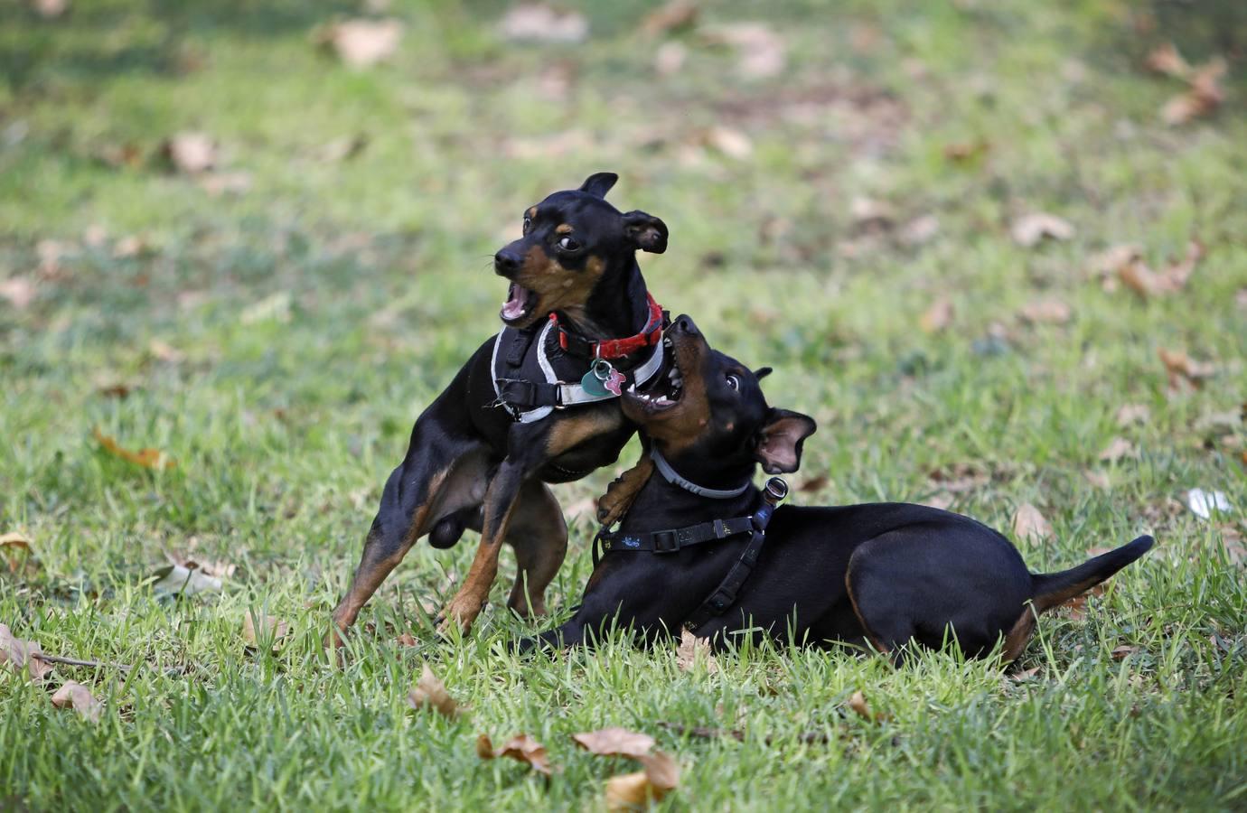 Las mascotas de Córdoba, en imágenes