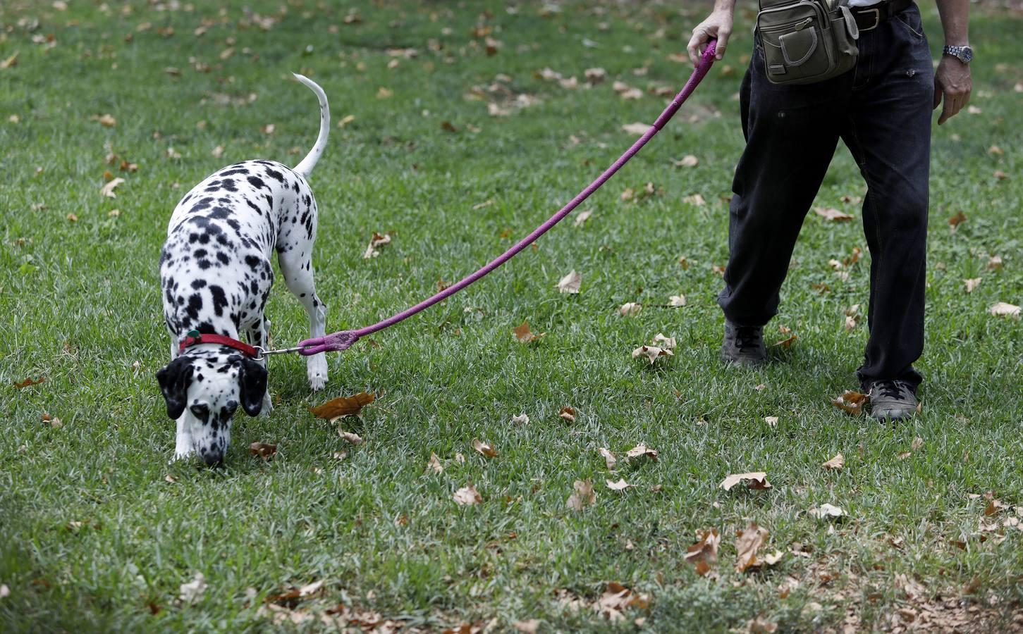 Las mascotas de Córdoba, en imágenes