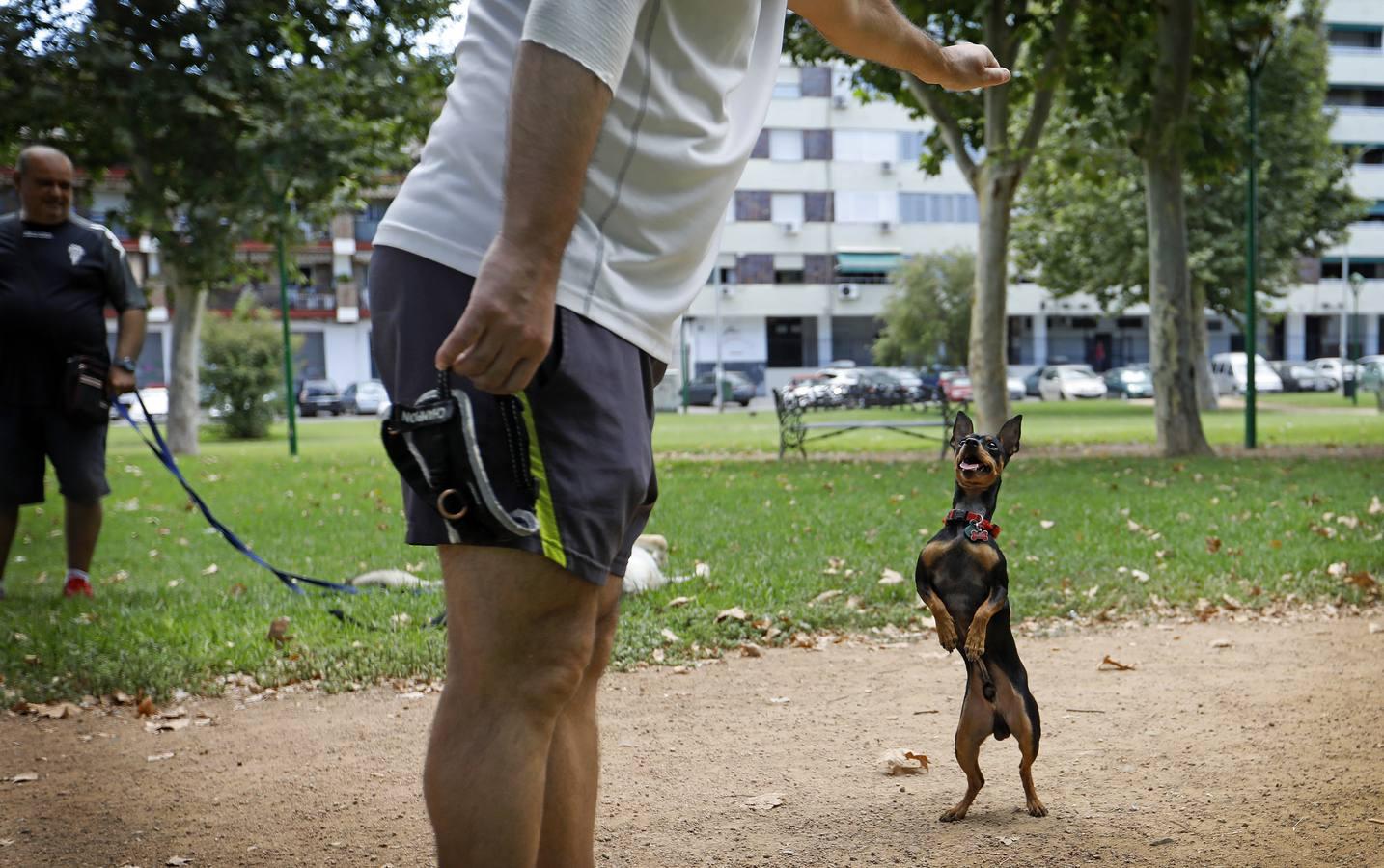 Las mascotas de Córdoba, en imágenes