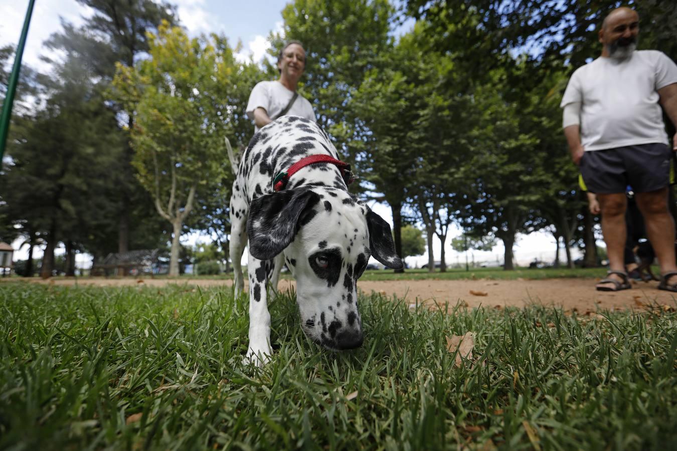 Las mascotas de Córdoba, en imágenes