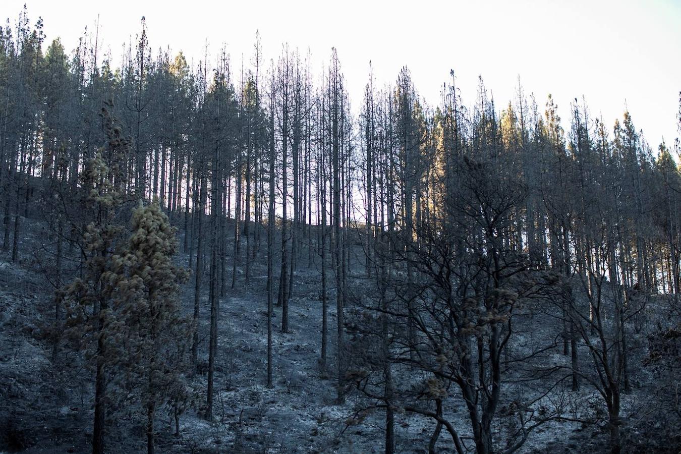 Zonas afectadas por el fuego del incendio forestal, en el Barranco Los Pajaritos, inmediaciones de Cueva Corcho, en el municipio de Valleseco. Punto en el que se originó el devastador fuego. 