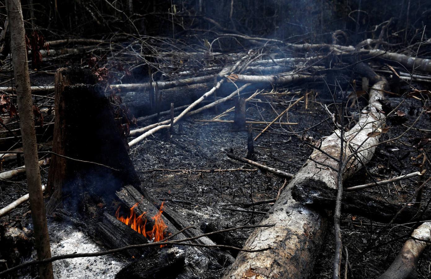 Un tramo de la selva amazónica se quema mientras los taladores y agricultores lo están limpiando en Novo Airao, estado de Amazonas, Brasil. 