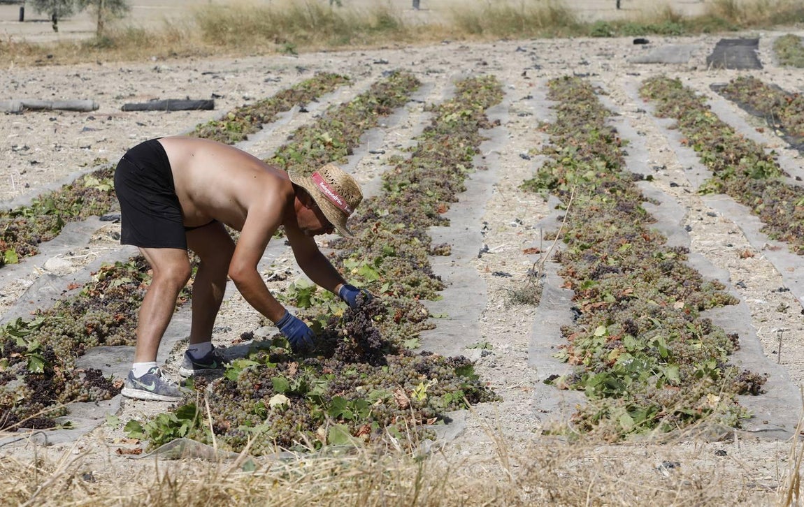 La vendimia de Montilla-Moriles, en imágenes