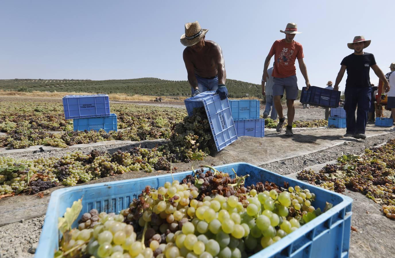 La vendimia de Montilla-Moriles, en imágenes