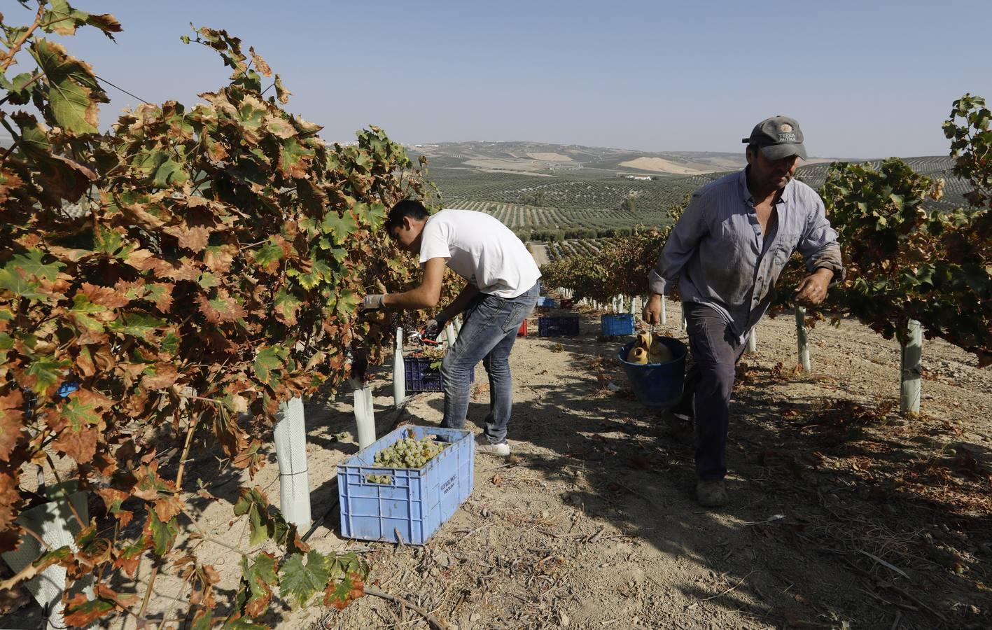 La vendimia de Montilla-Moriles, en imágenes