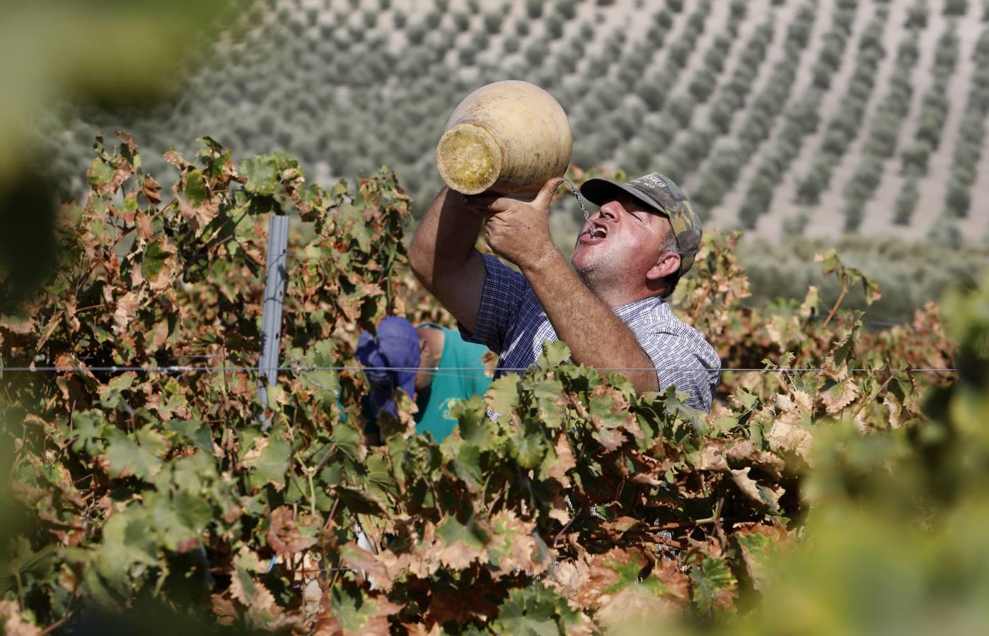 La vendimia de Montilla-Moriles, en imágenes