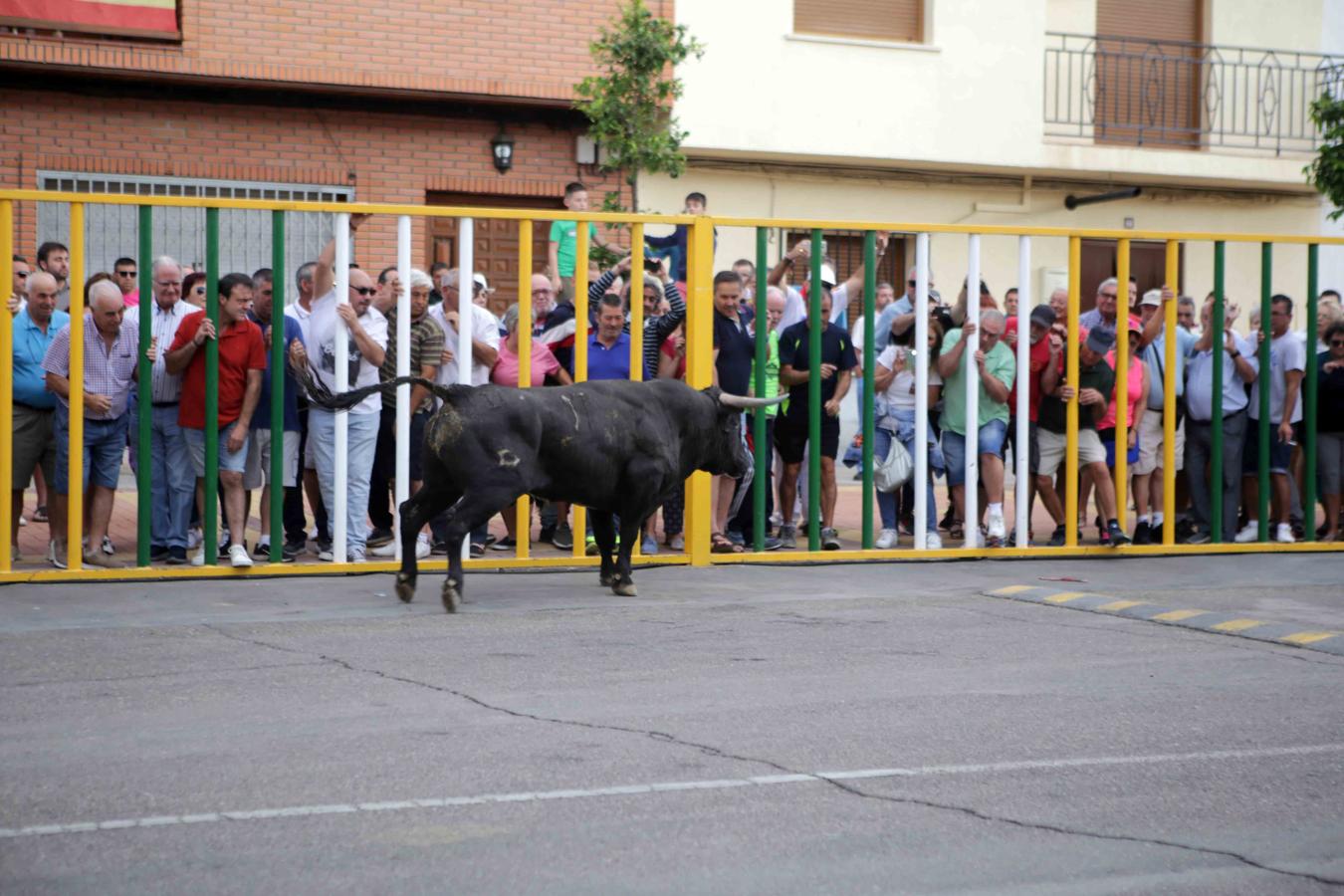 Comienzan los tradicionales encierros de Villaseca