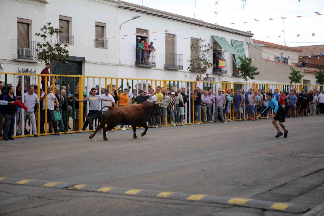 Comienzan los tradicionales encierros de Villaseca