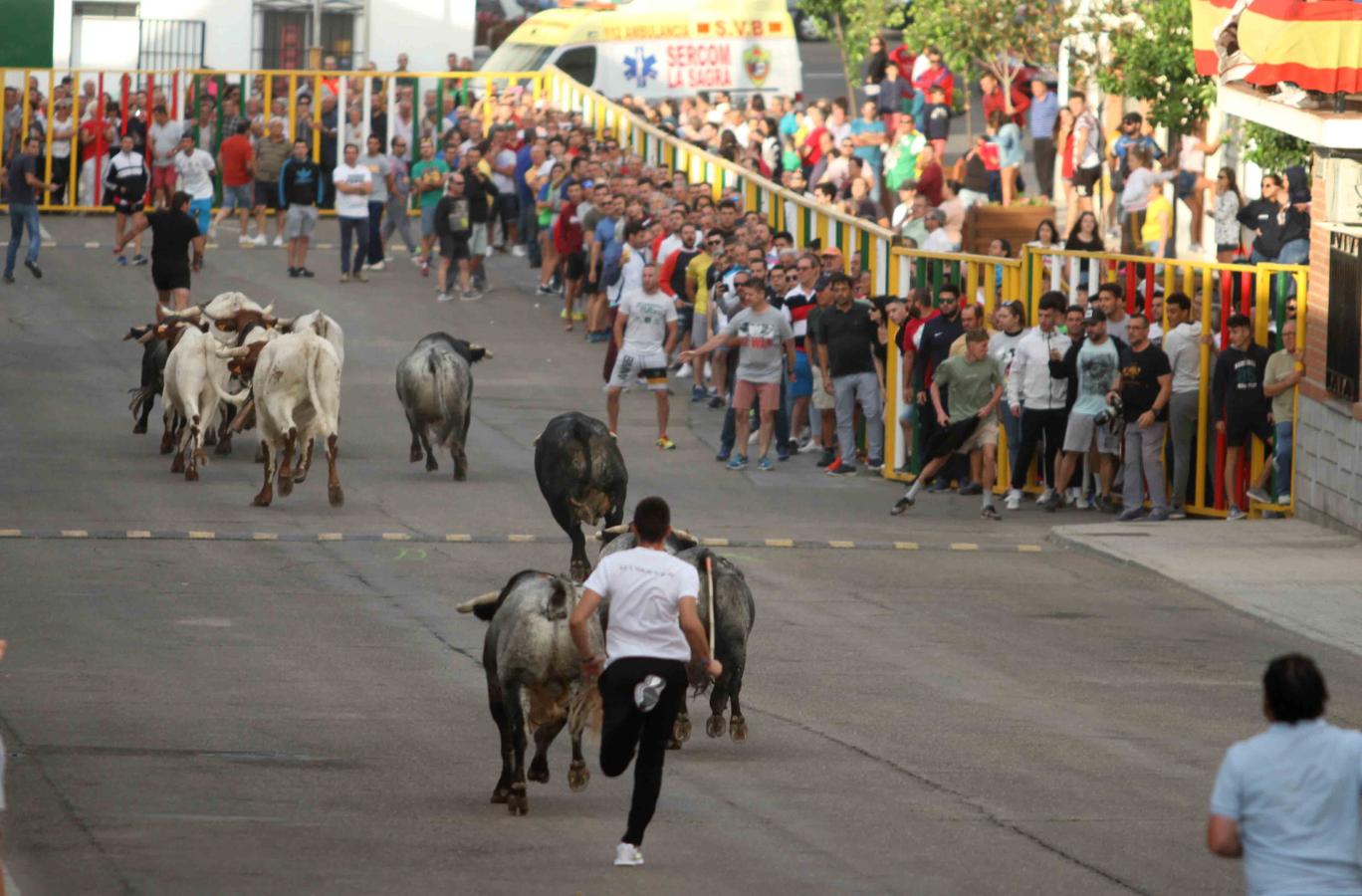 Comienzan los tradicionales encierros de Villaseca