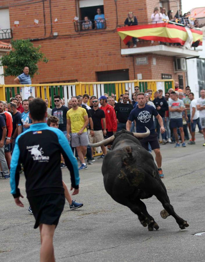 Comienzan los tradicionales encierros de Villaseca