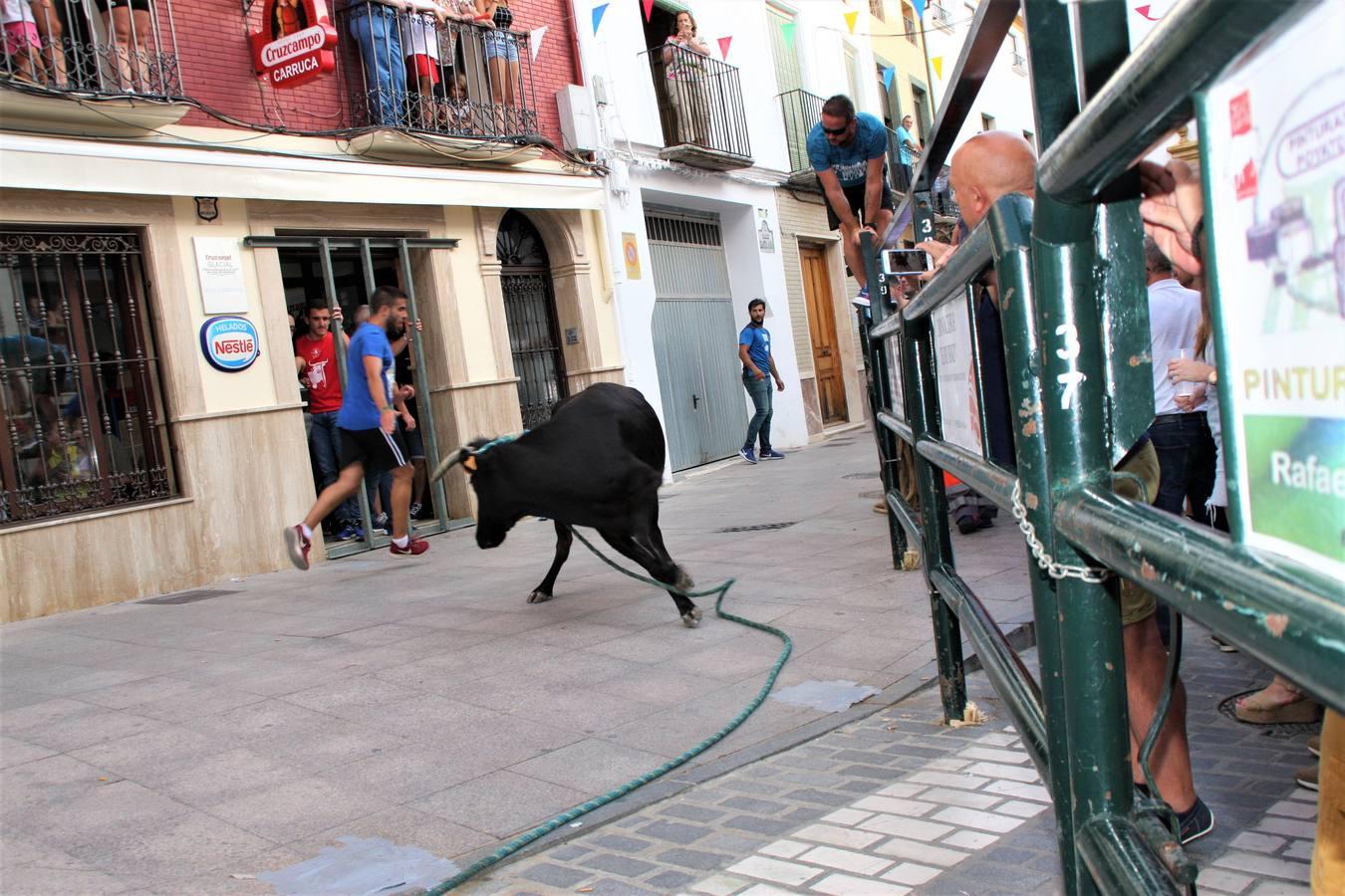 El toro de cuerda de Carcabuey, en imágenes