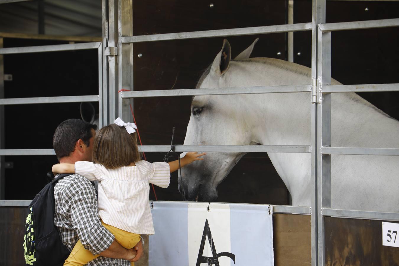 El ambiente del sábado en la Feria del Caballo «Cabalcor», en imágenes