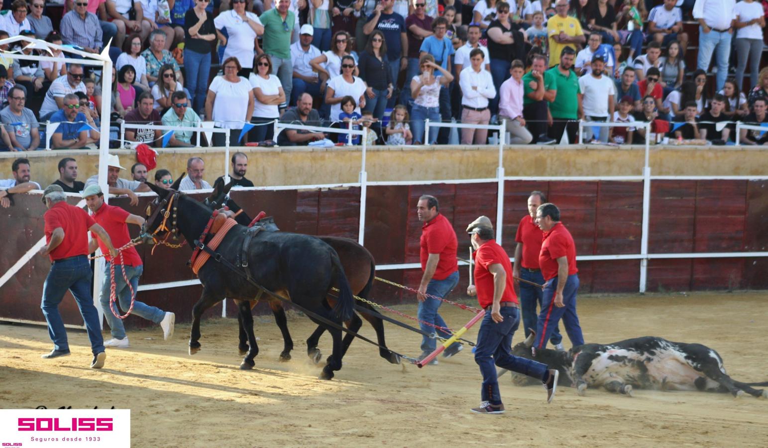 Pantoja celebra sus encierros, una becerrada y su primer toro de cajón