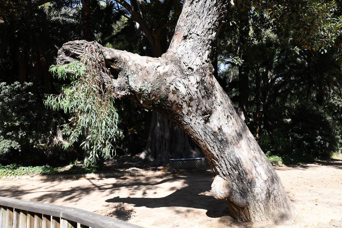 El deterioro del parque de María Luisa, en imágenes (I)