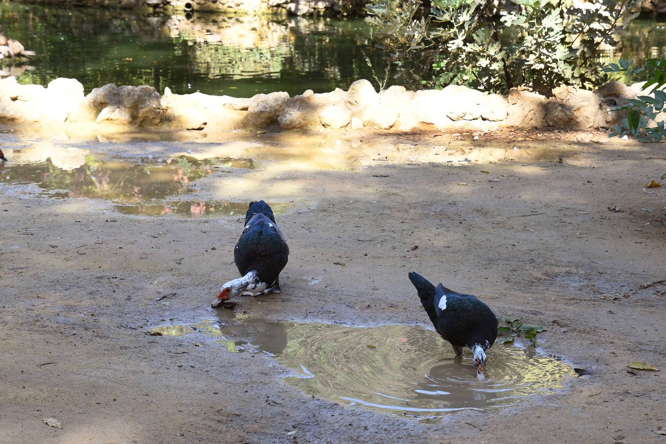 El deterioro del parque de María Luisa, en imágenes (II)